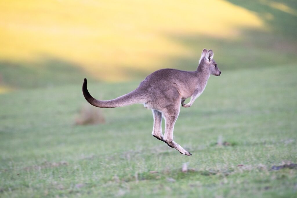 kangaroo, eastern grey, animal-4316457.jpg