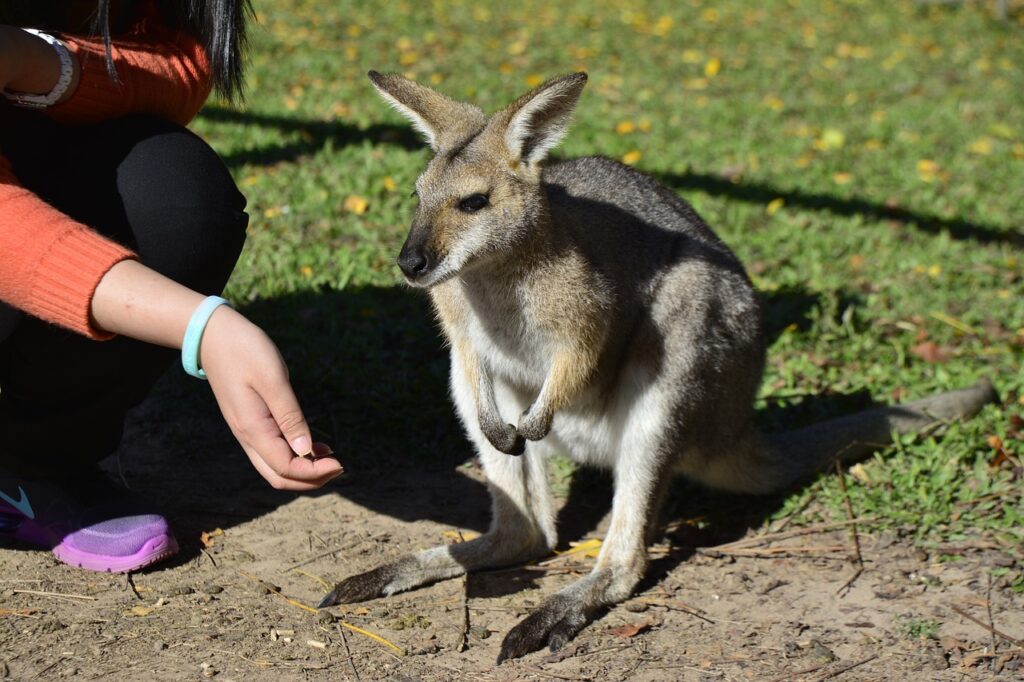 australia, brisbane, animal-2830513.jpg