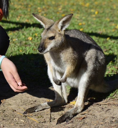 australia, brisbane, animal-2830513.jpg