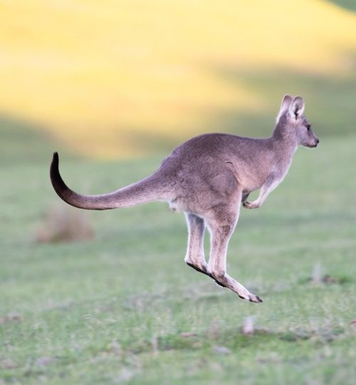 kangaroo, eastern grey, animal-4316457.jpg