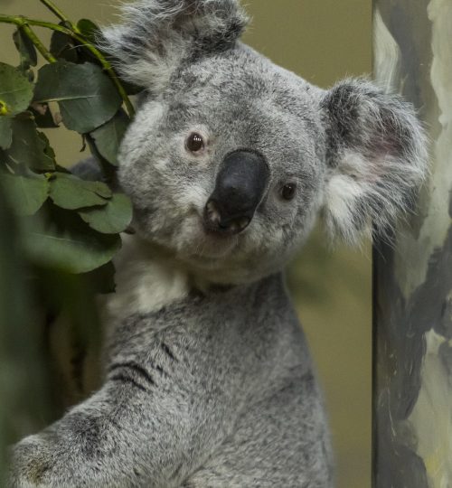 koala, grey, australia-1287423.jpg